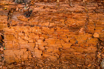 Patterns of decay along growth rings in an old log.