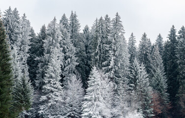 Mountain landscape with snow-covered fir trees
