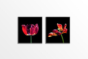Two canvas with images of beautiful red tulips,  isolated on white wall, interior decor mock up