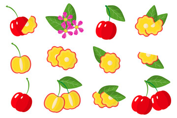 Set of illustrations with Acerola exotic fruits, flowers and leaves isolated on a white background.