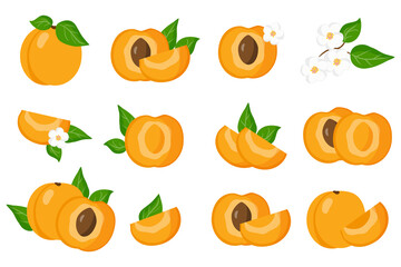 Set of illustrations with Apricot exotic fruits, flowers and leaves isolated on a white background.