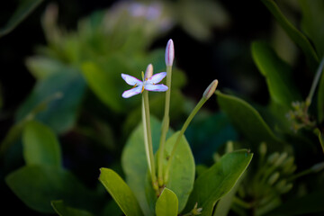 white pooja flower
