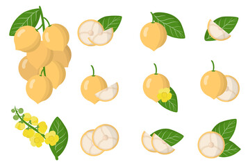 Obraz premium Set of illustrations with Baccaurea exotic fruits, flowers and leaves isolated on a white background.