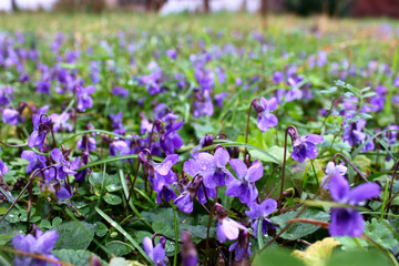 Small field purple violets after rain (Viola odorata)