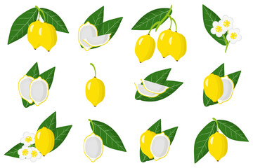 Set of illustrations with Bacupari exotic fruits, flowers and leaves isolated on a white background.