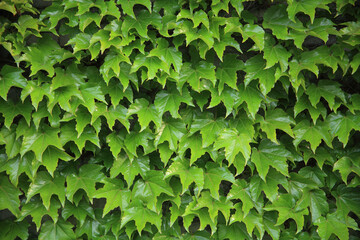 蔦の葉