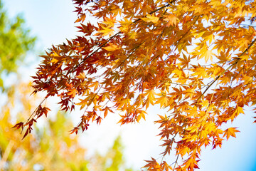 紅葉