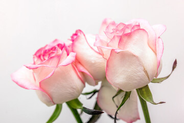  Bouquet of pink roses on white background
