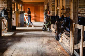 Fototapeta na wymiar The stable girl came to the stable to feed the horses, they are waiting.