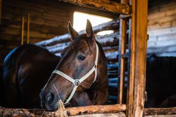A magnificent chestnut horse stands in a stall, chewing hay and looking at the camera with one eye.