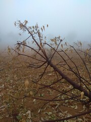 tree in the fog