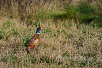 pheasant