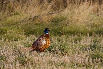 pheasant