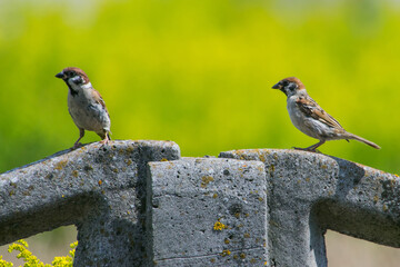 sparrow on a fence