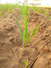 onion in the field