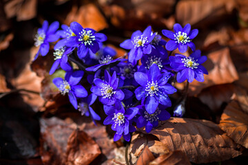 heart blue flowers