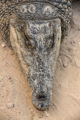 close up of crocodile head