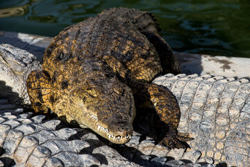 crocodile 