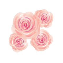 Pink roses on white background. Floral watercolor element. Valentine’s Day .