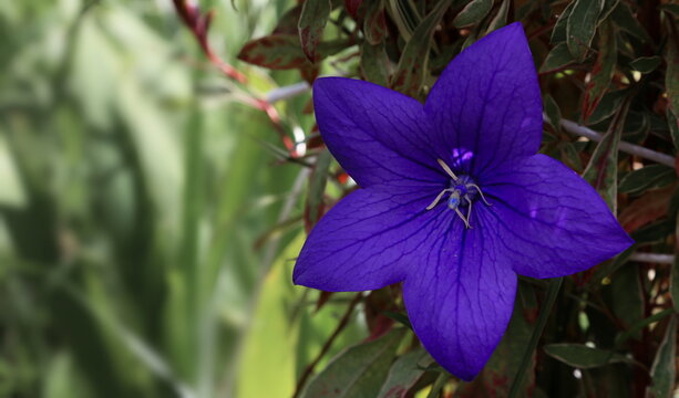 Beautiful purple flower closeup, platycodon grandiflours with great smell, smeling