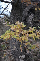 Obraz premium autunno