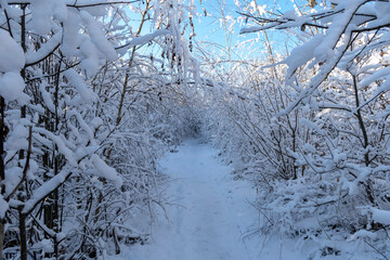 Snowy path through the frozen tree branches. Clear winter day, blue sky, a lot of snow.