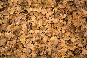 foglie di quercia