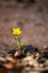 flower in soil