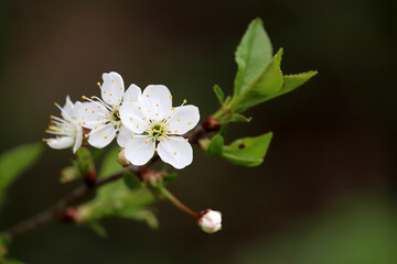 Cherry blossom in spring on blurred natural background. White flowers on a branch in a garden, soft colors