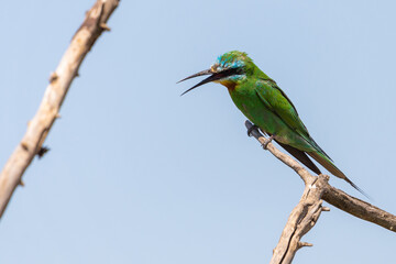 Close up of blue-cheeked bee-eater sitting on a branch of tree