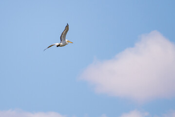 Fototapeta na wymiar One pelican in flight across a blue sky