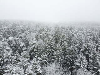 Winter forest with snowy trees, aerial view