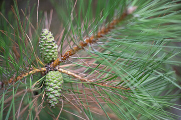 close-up of a pine branch: green coniferous needles, green cones in the forest