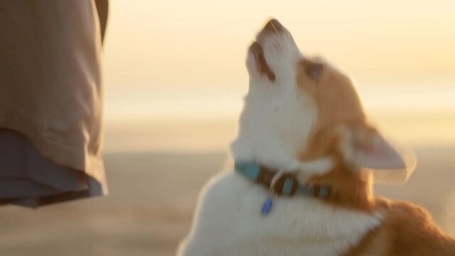 Dog corgi look up at owner during outdoor walk Spbi. Pet corgi on the beach with woman friend. Enjoy admire togetherness outside. Concept friendship, happy, nature.