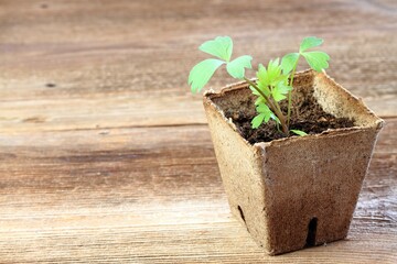 Young lovage seedling, lat. Levisticum officinale.  Small sprout growing in the biodegradable peat...