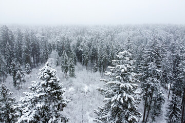 Winter forest with snowy trees, aerial view