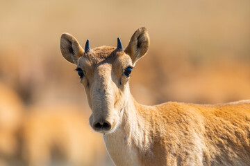 Portrait of young male Saiga antelope or Saiga tatarica