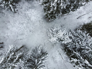 Winter forest with snowy trees, aerial view