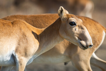 Portrait of young female Saiga antelope or Saiga tatarica