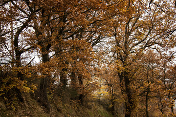 Obraz premium alberi