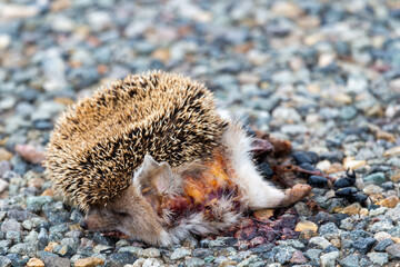Bully grown hedgehog lying dead on the road. Black beetles eat dead flesh