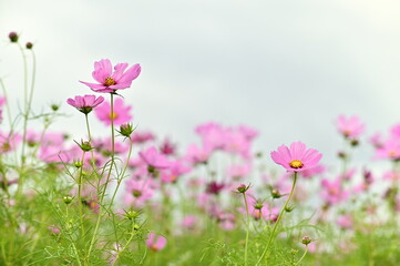 Close-up of beautiful cosmos flowers against the blurred flowers field.