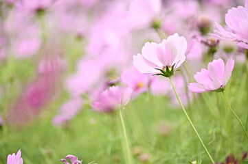 Fototapeta premium Close-up of pink cosmos flower against the blurred flowers field.