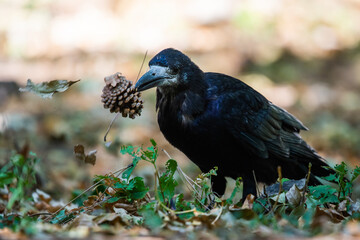Rook bird or Corvus frugilegus on a ground