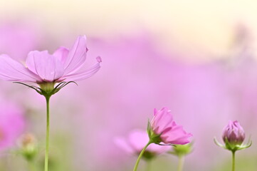 Fototapeta na wymiar Close-up of pink cosmos flower against the blurred flowers field.