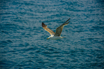 Flying seagulls over blue water background. 