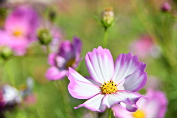 Close-up of pink cosmos flower against the blurred flowers field.