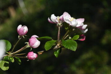 fruit tree blossoms - beautiful plum tree blossoms