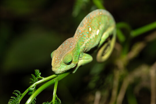 Colorful chameleon in a close-up in the rainforest in Madagascar