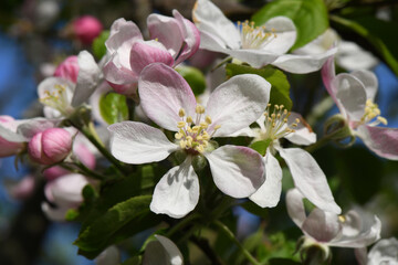 fruit tree blossoms - beautiful plum tree blossoms